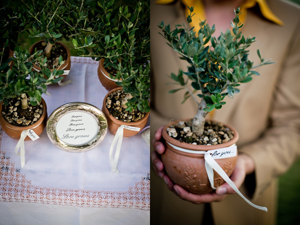 Olive tree wedding favors