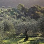 meraviglie_olivetrees