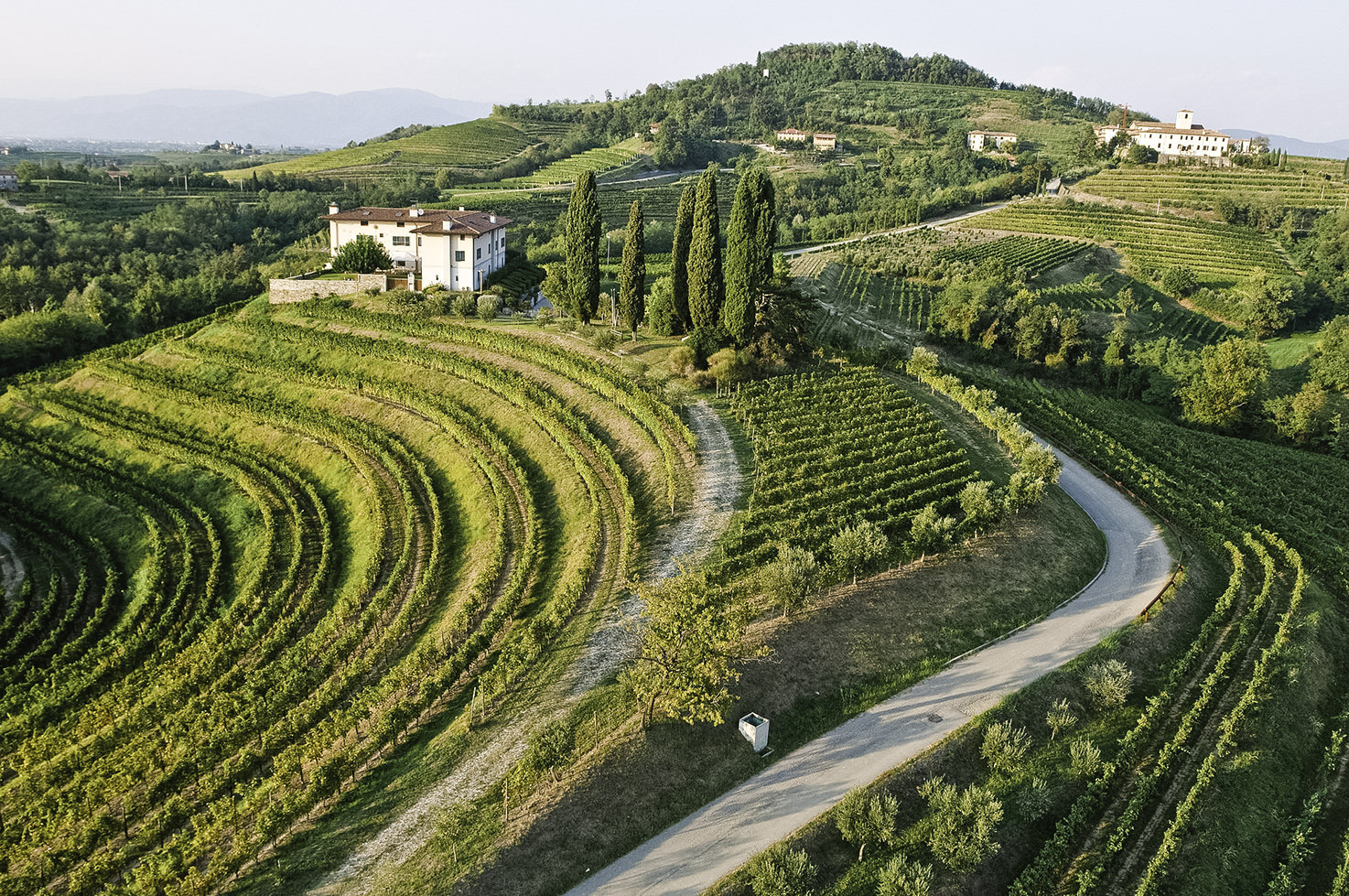 Vineyard covered hills in the Collio region of Friuli