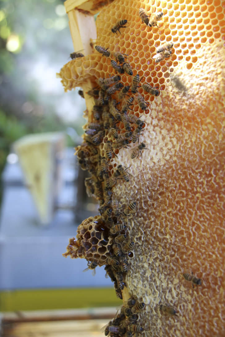 Beehive in the farm
