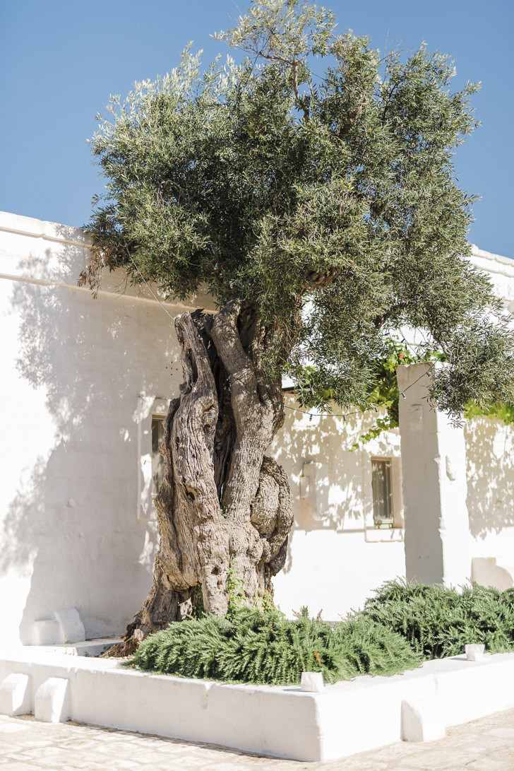 Ancient olive tree