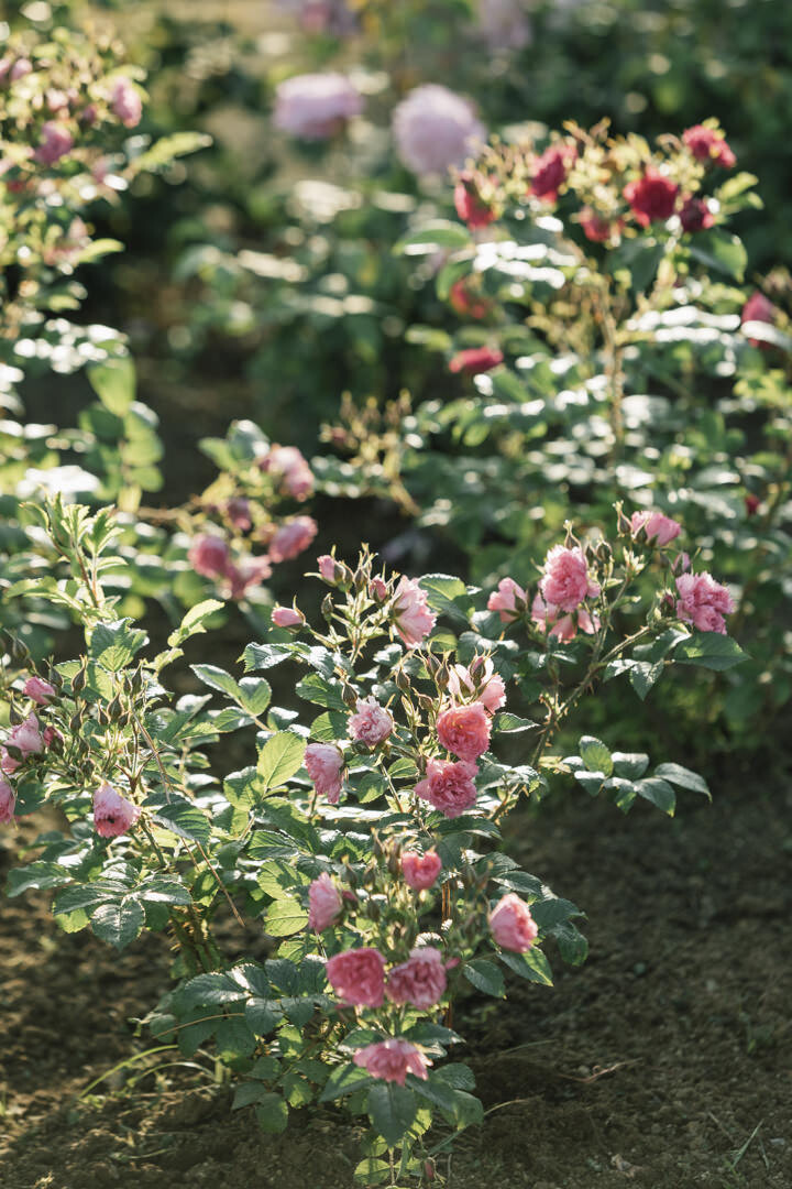 Gardens of Villa Cimbrone